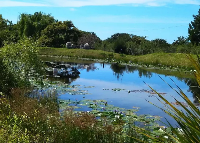 Frog Song Suite